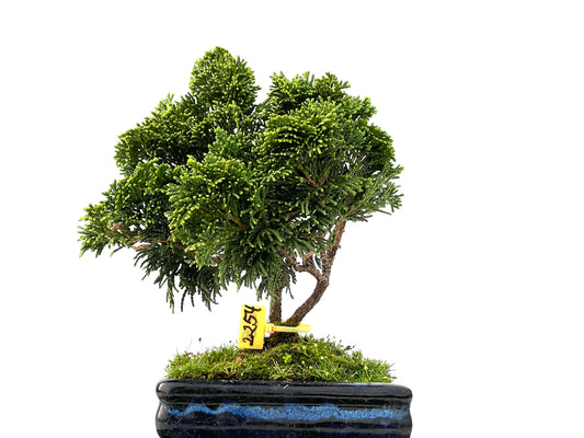 Chamaecyparis Obtusa Nana 2254