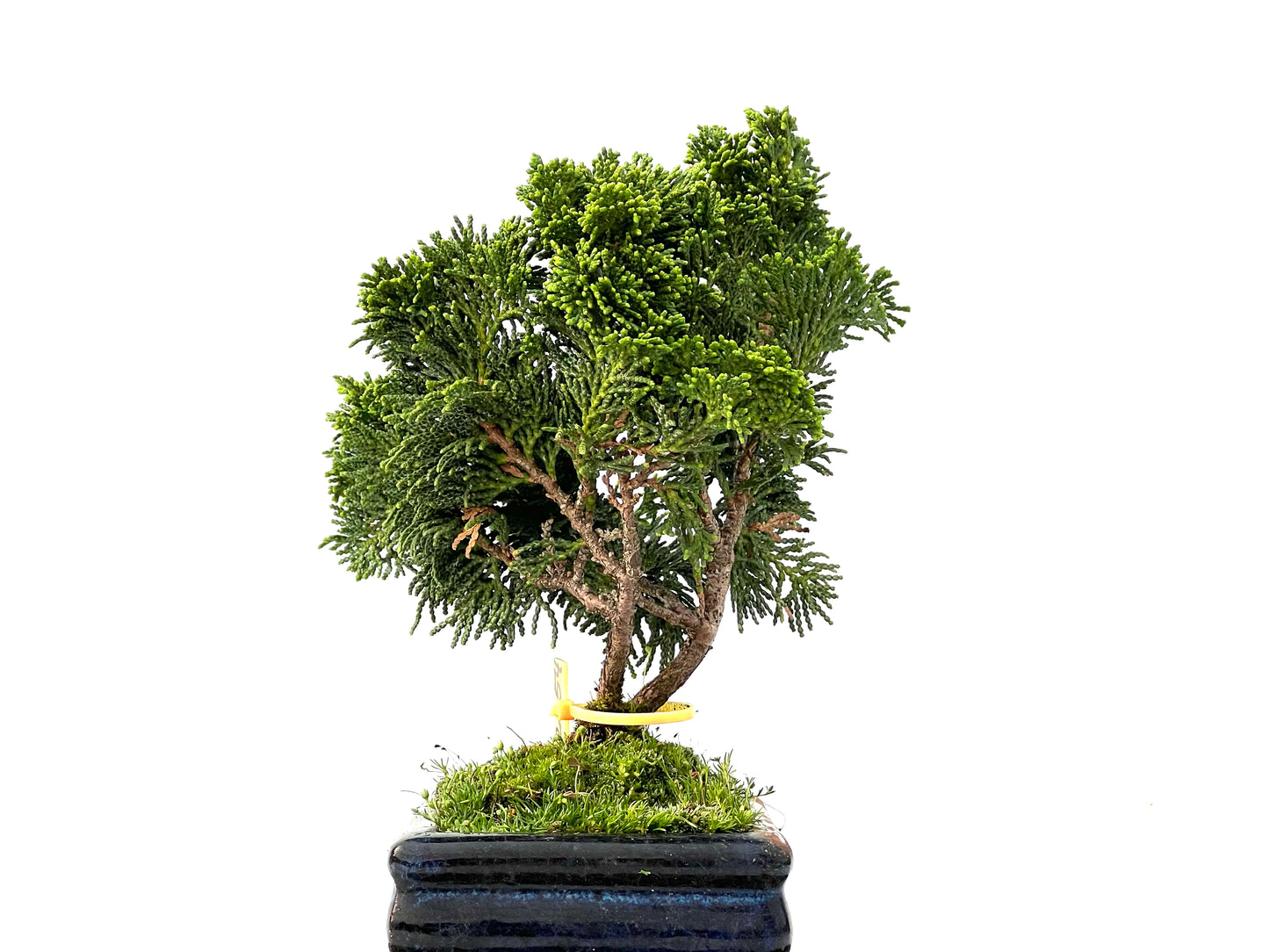 Chamaecyparis Obtusa Nana 2254