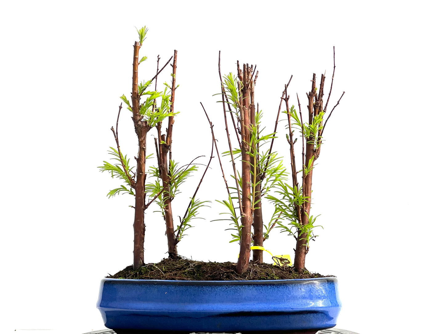 Bosque Metasequoia 3890