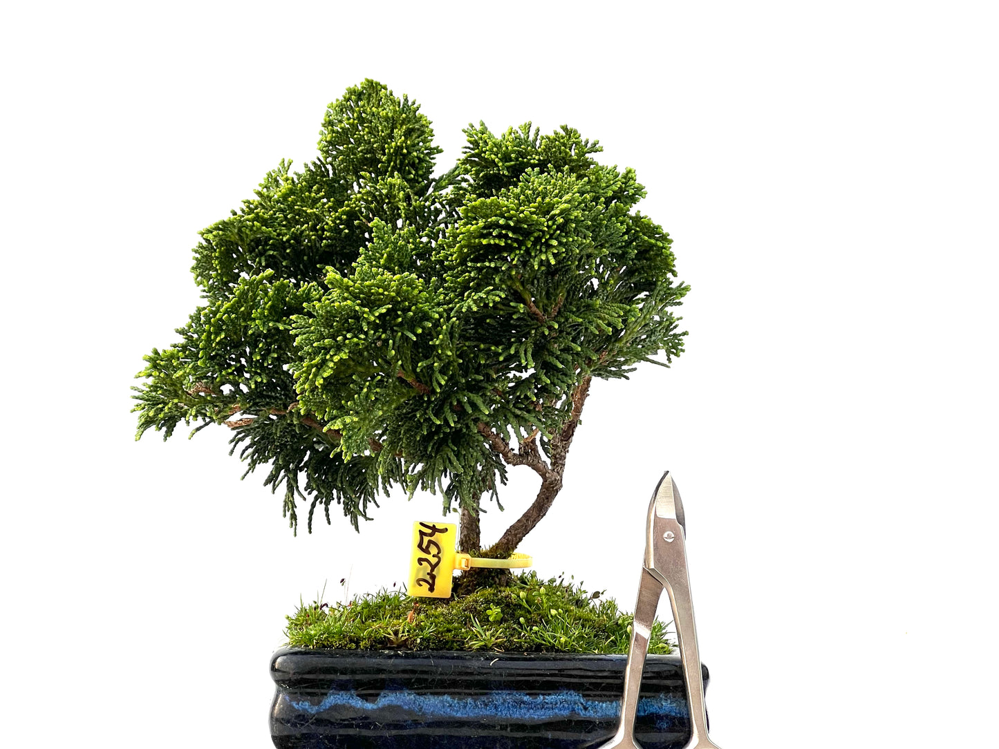Chamaecyparis Obtusa Nana 2254