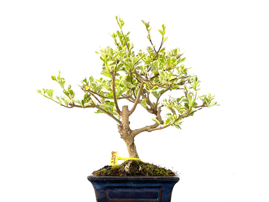 Durantha Repens 2259