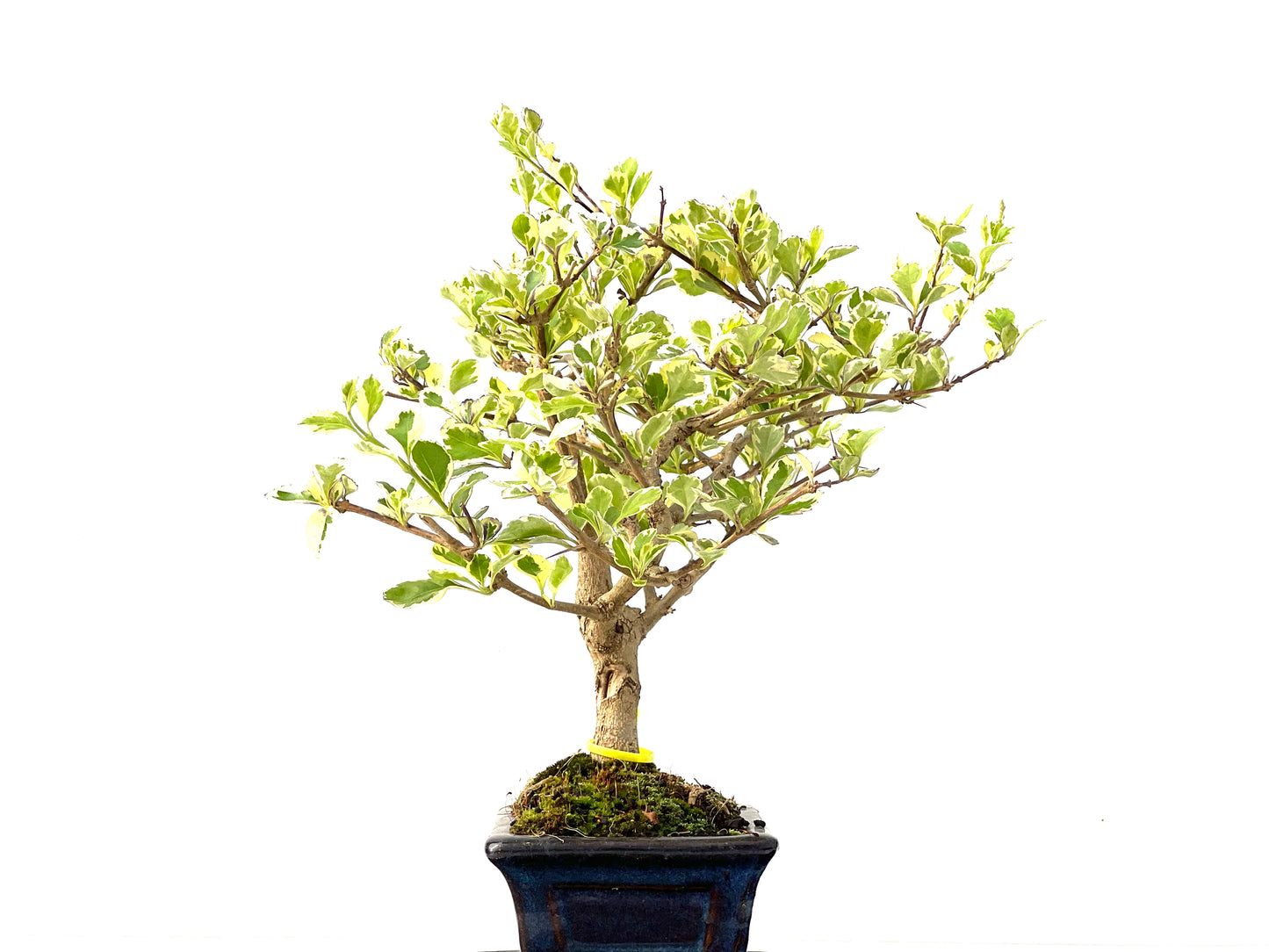 Durantha Repens 2259