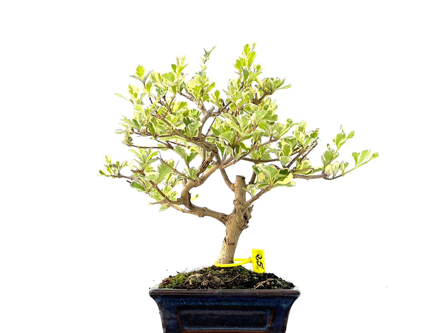 Durantha Repens 2259