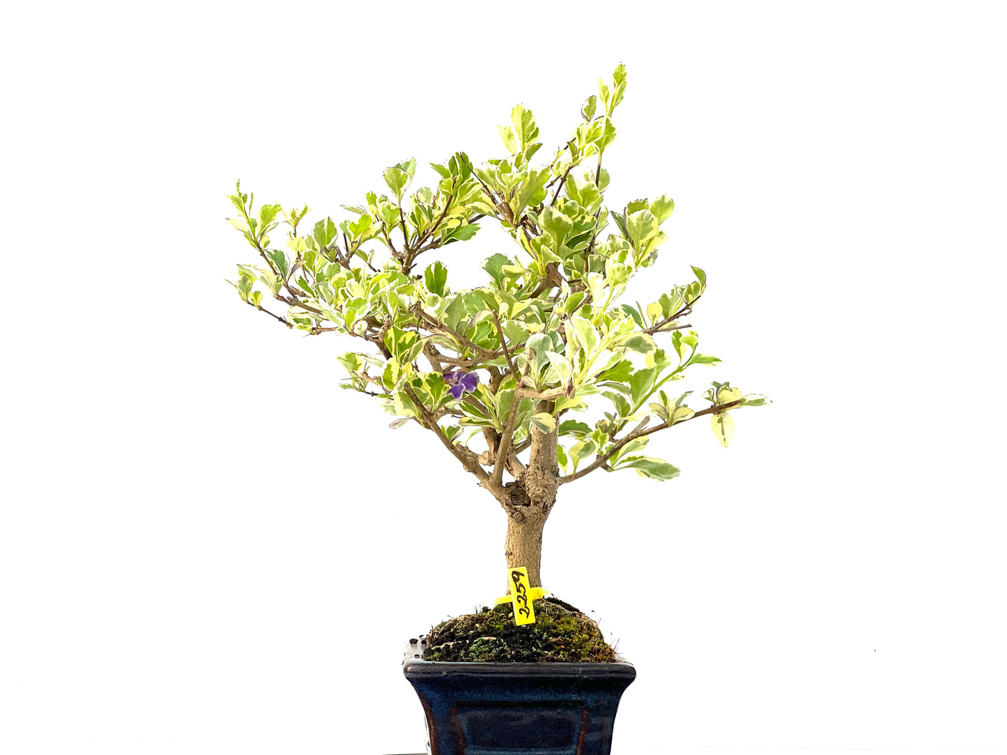Durantha Repens 2259