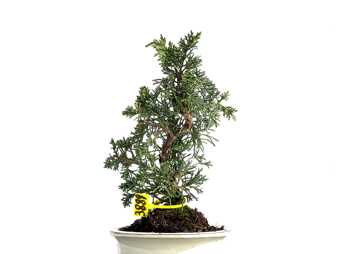 Juniperus Chinensis Kyushu 3889