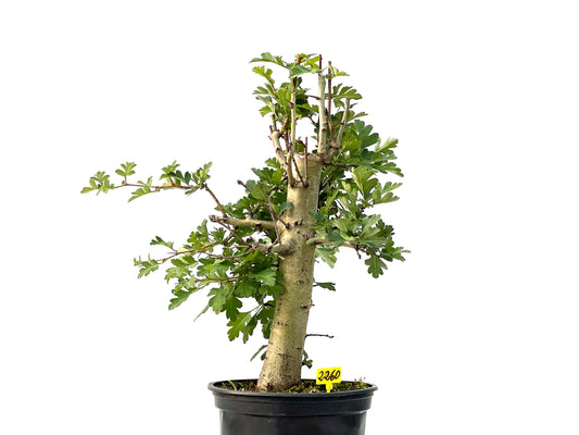 Crataegus Monogyna 2260