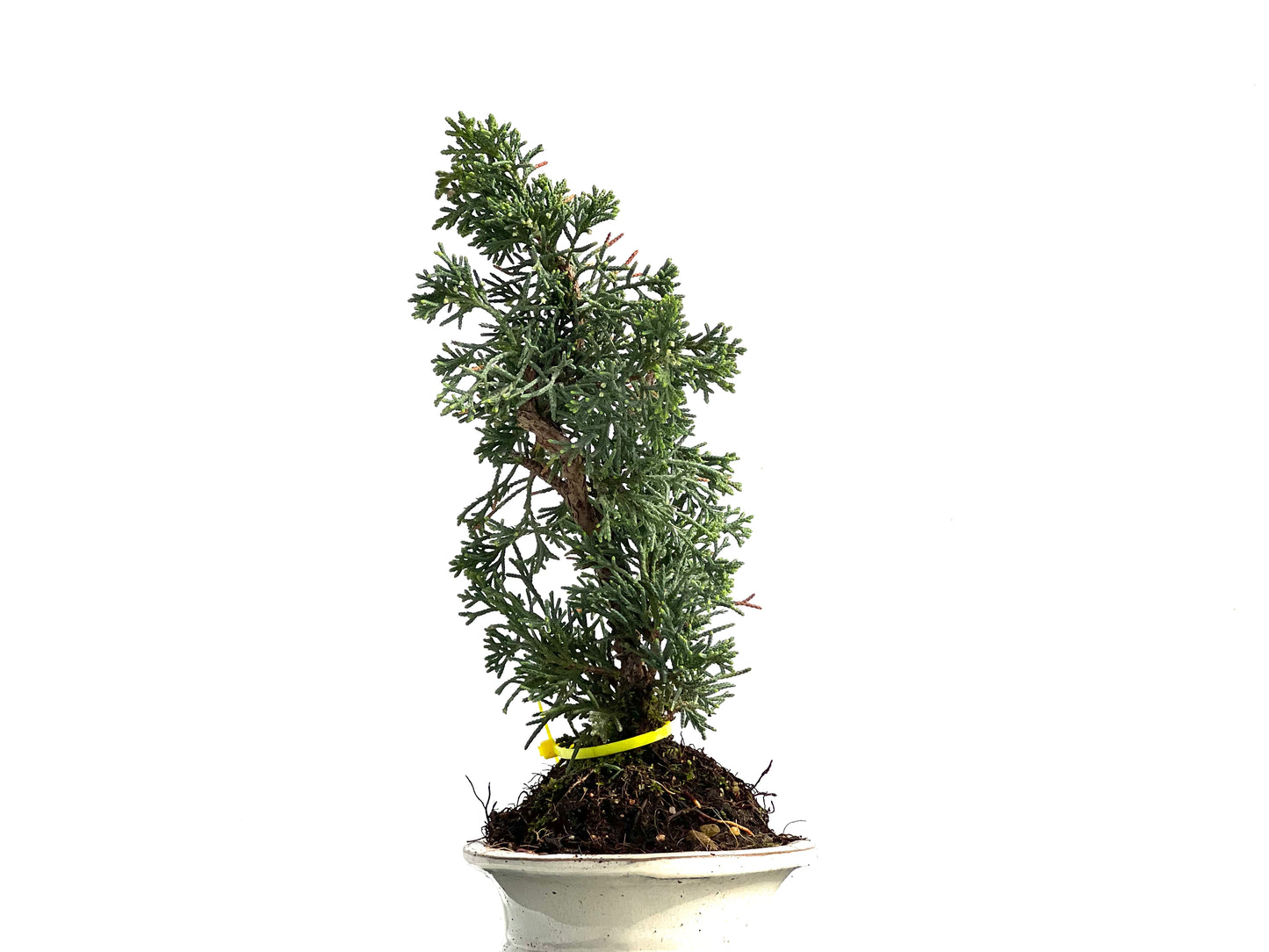 Juniperus Chinensis Kyushu 3889