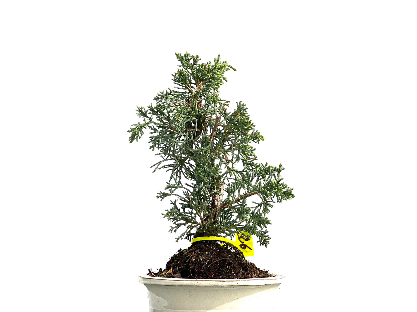 Juniperus Chinensis Kyushu 3889