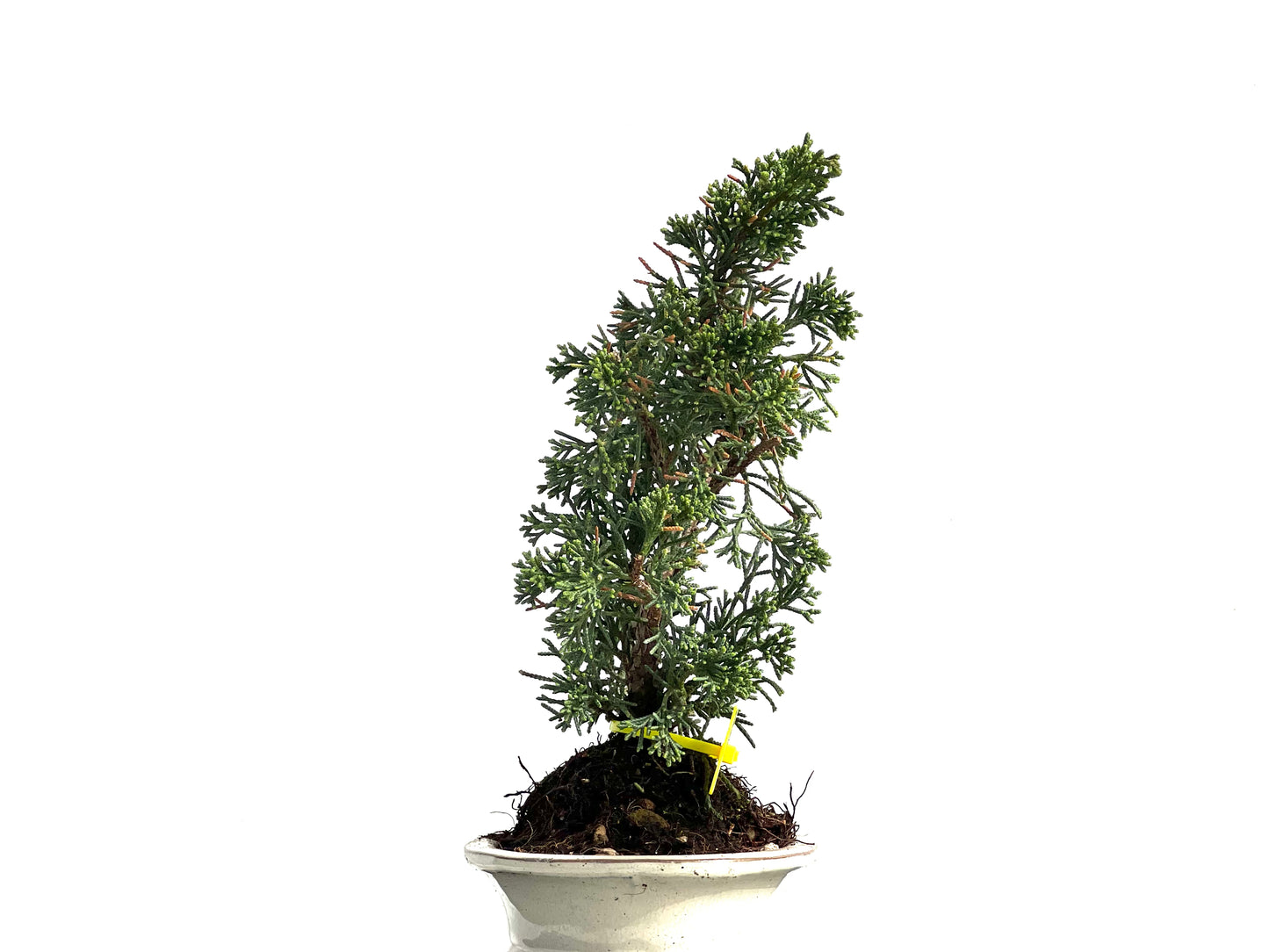 Juniperus Chinensis Kyushu 3889