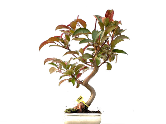 Malus Floribunda 2261