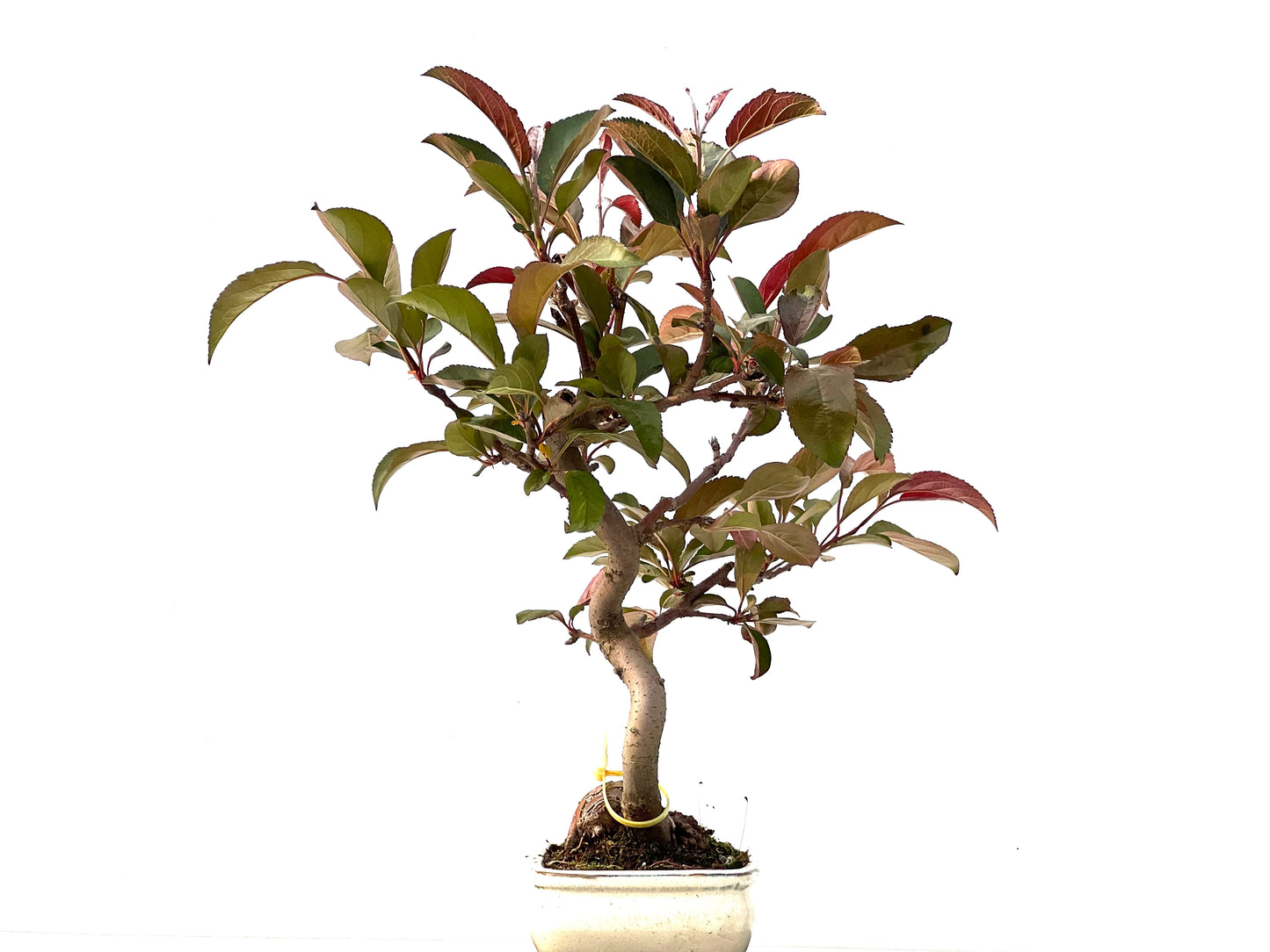 Malus Floribunda 2261