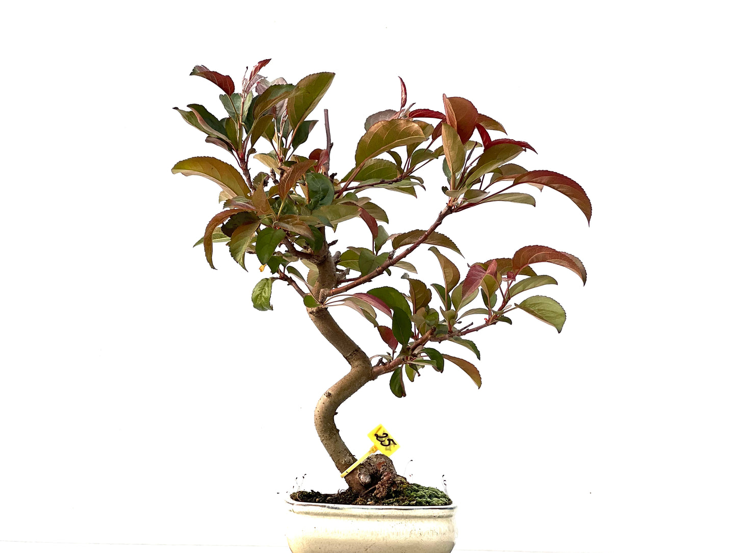 Malus Floribunda 2261