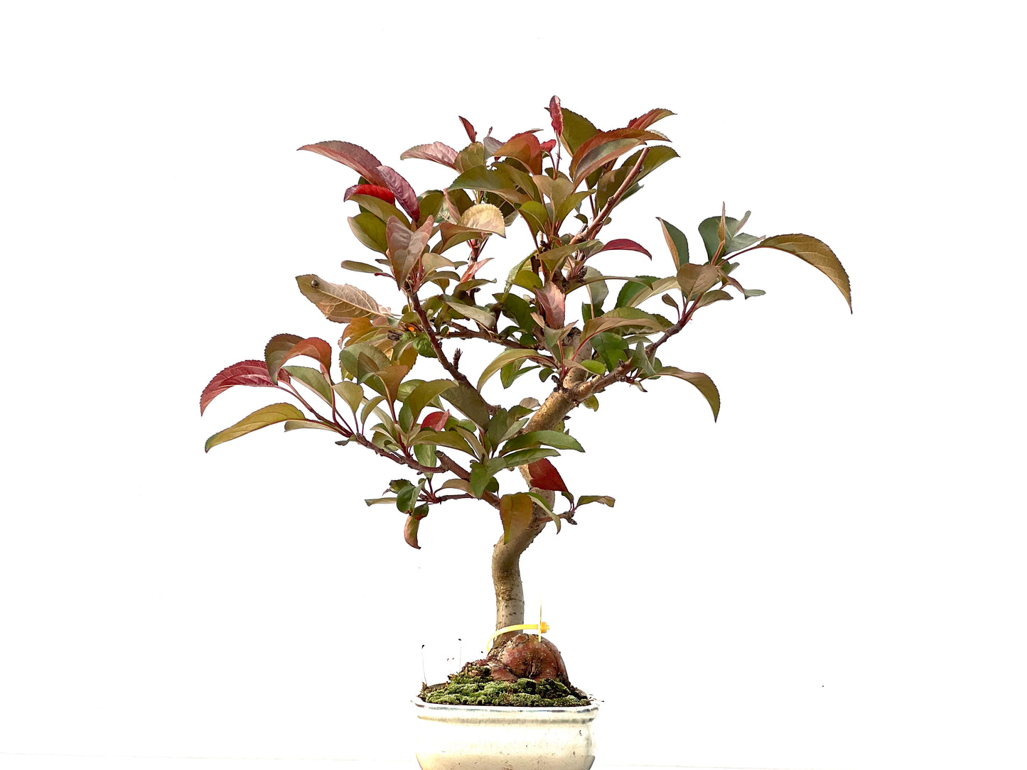 Malus Floribunda 2261