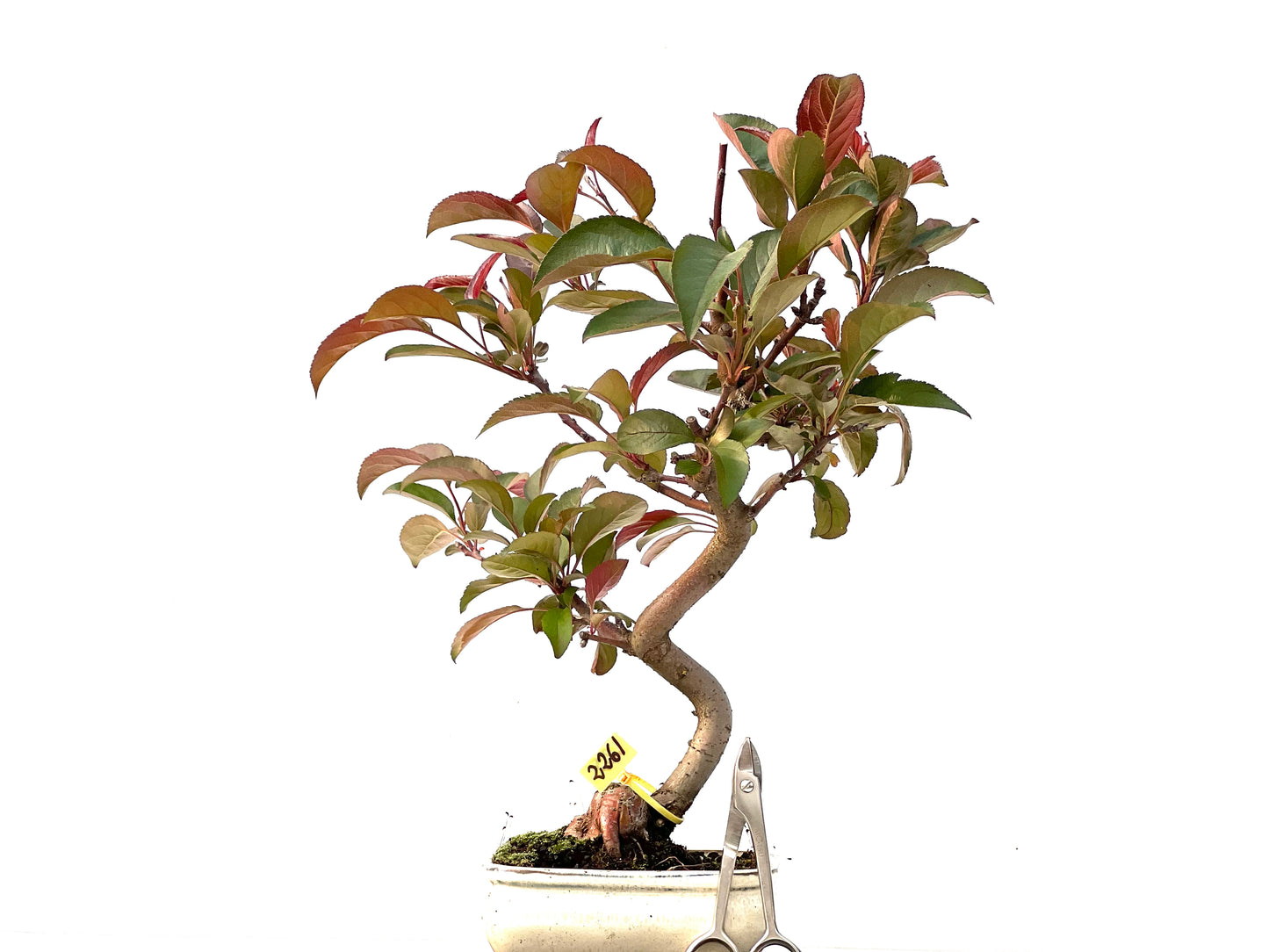 Malus Floribunda 2261