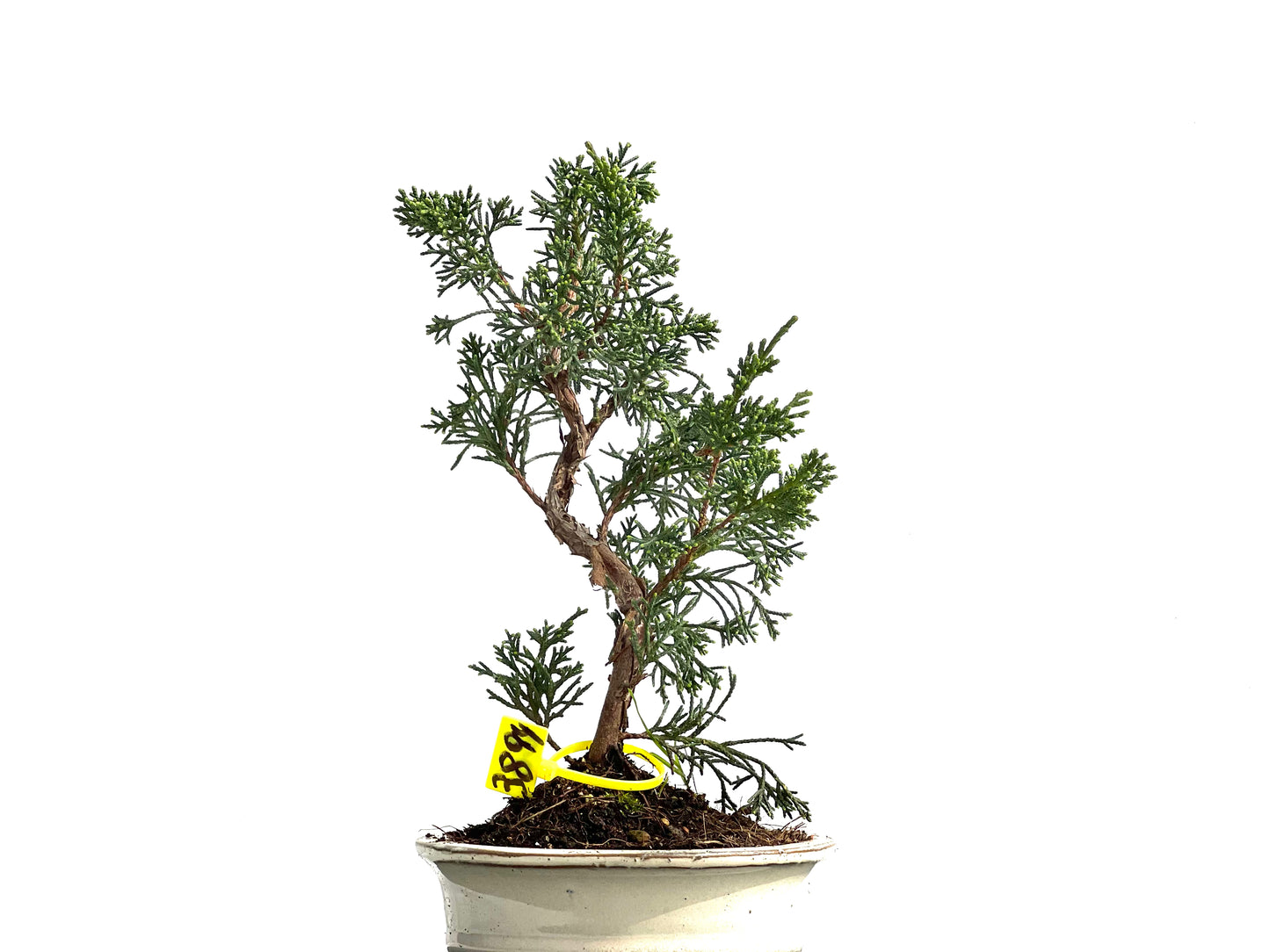 Juniperus Chinensis Kyushu 3894