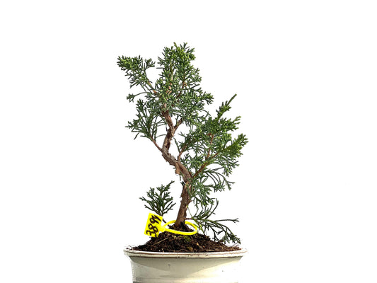 Juniperus Chinensis Kyushu 3894