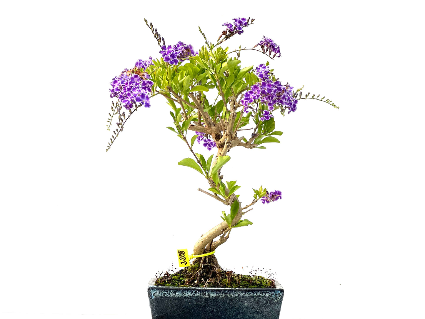 Durantha Repens 2258