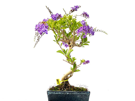 Durantha Repens 2258