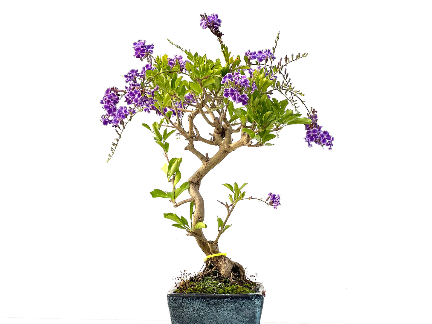 Durantha Repens 2258