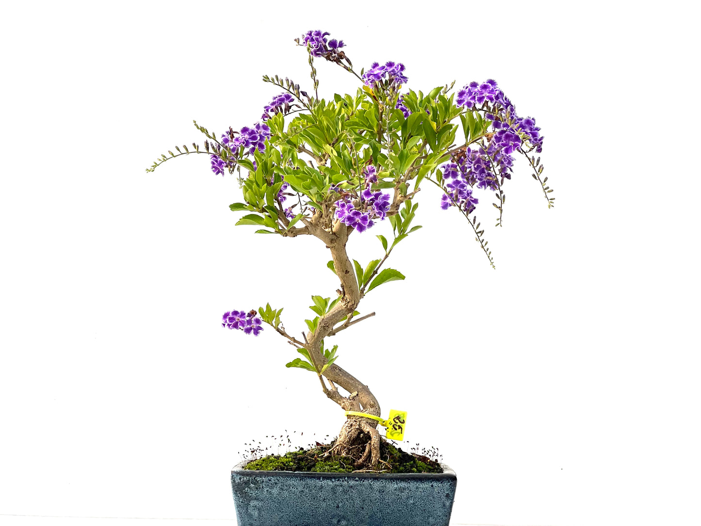 Durantha Repens 2258