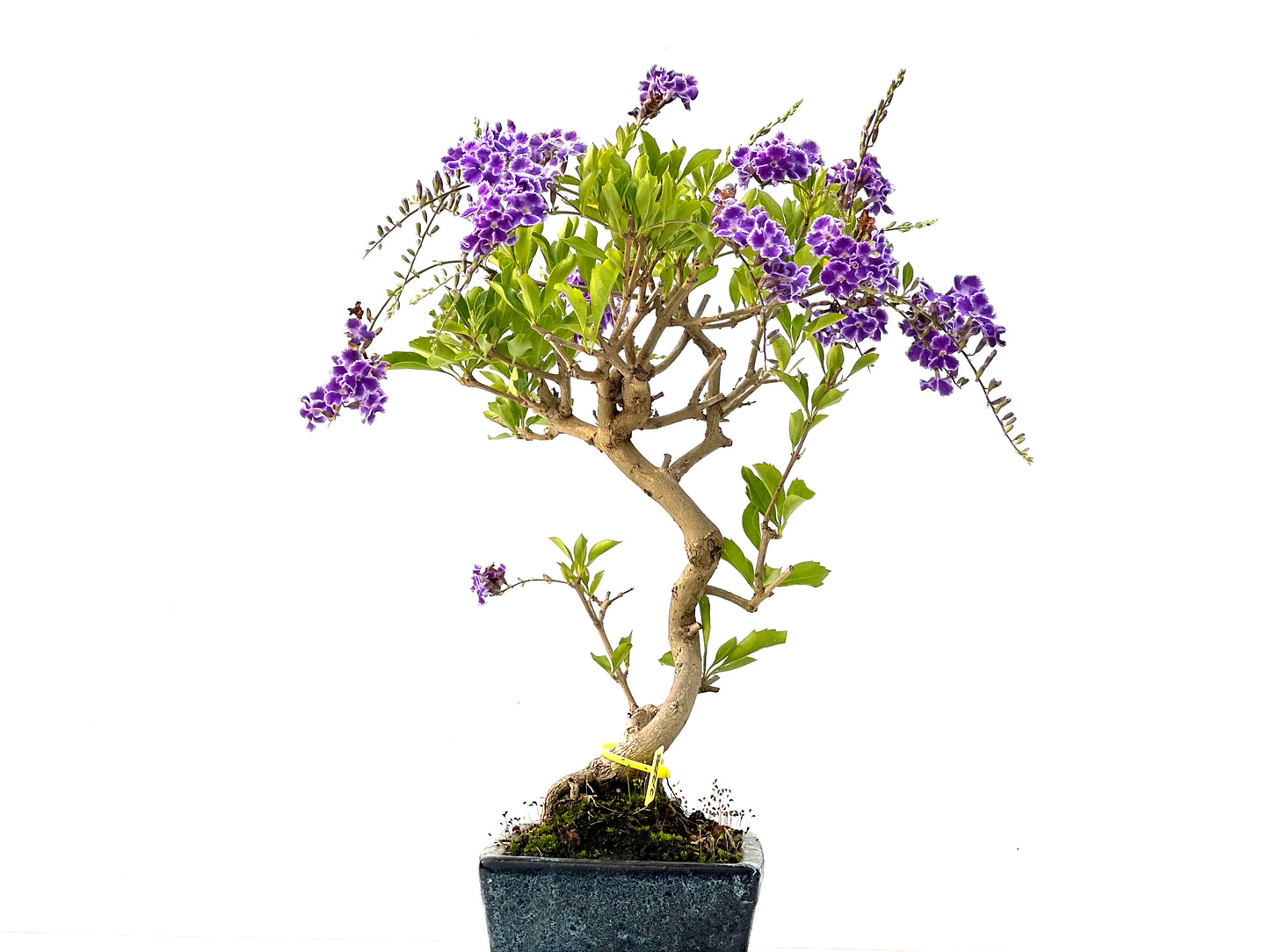 Durantha Repens 2258