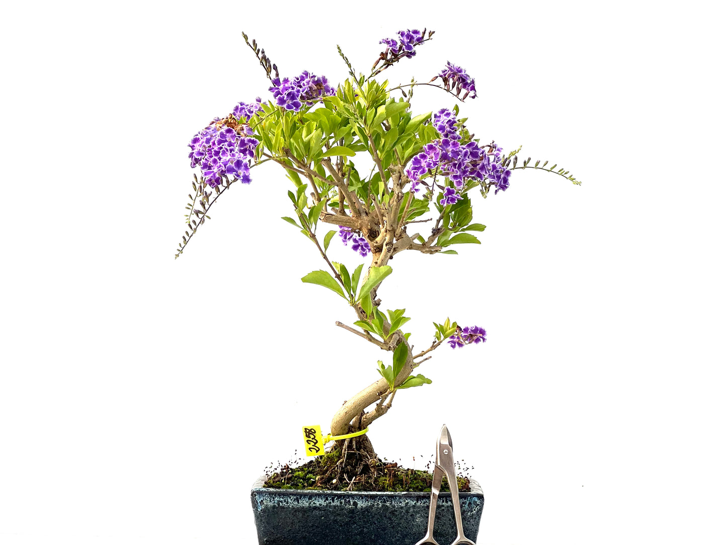 Durantha Repens 2258