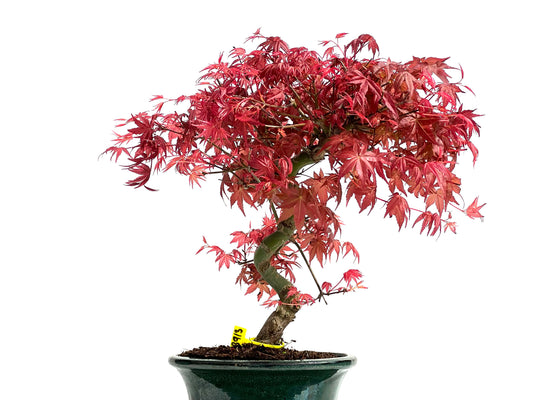 Acer Palmatum Deshojo 3913