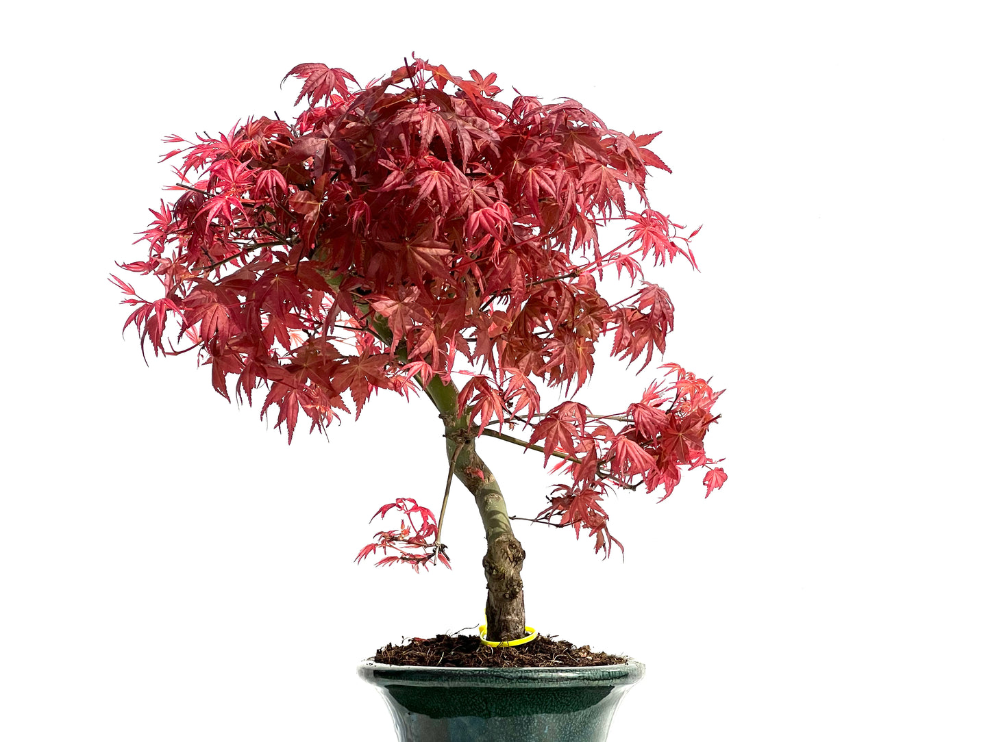 Acer Palmatum Deshojo 3913