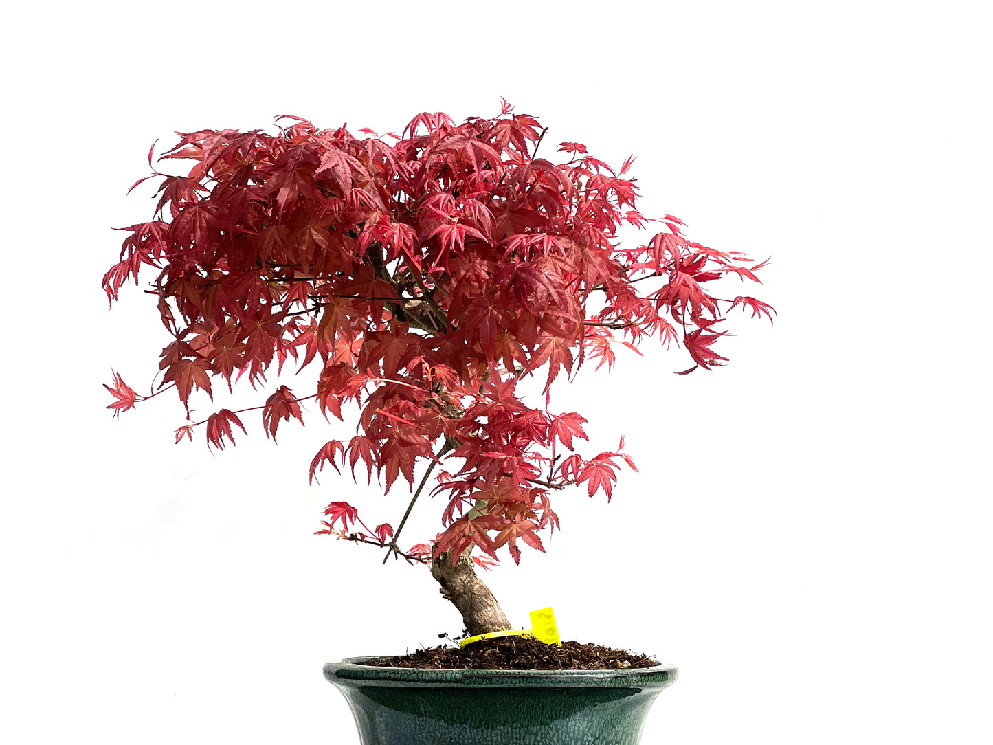 Acer Palmatum Deshojo 3913