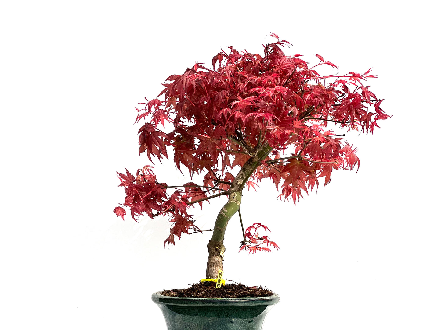Acer Palmatum Deshojo 3913