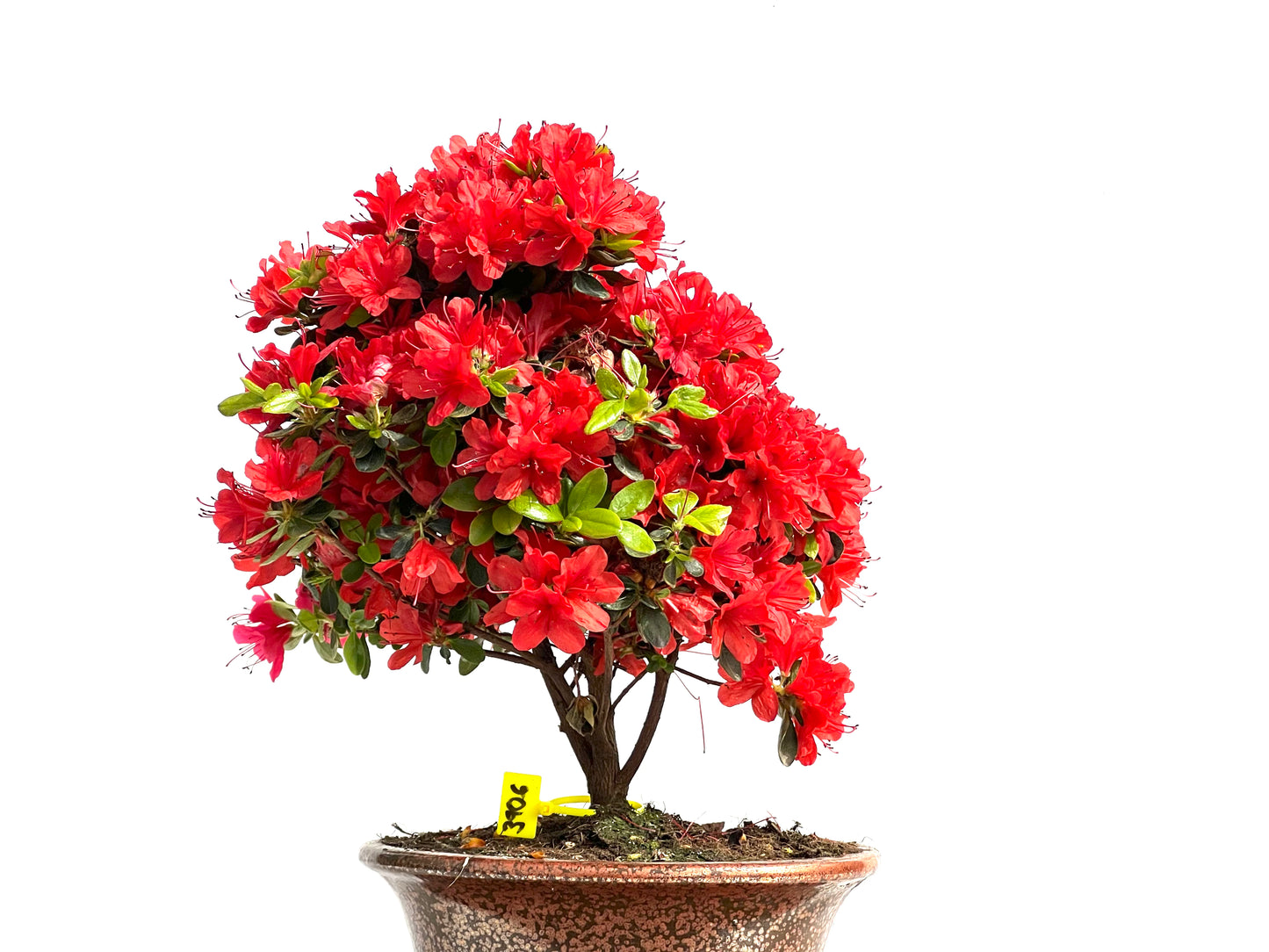 Rhododendrum Indicum 3906