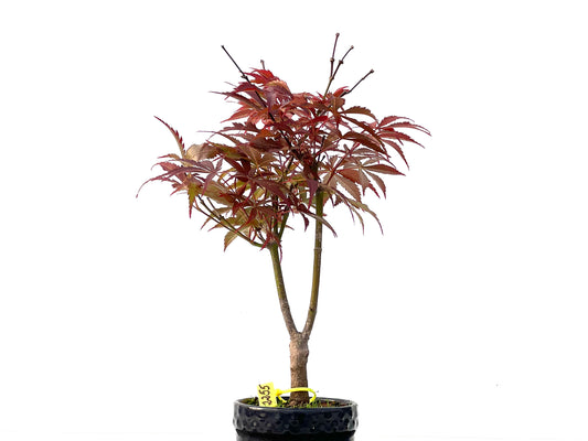 Acer Palmatum Atropurpureum 2255