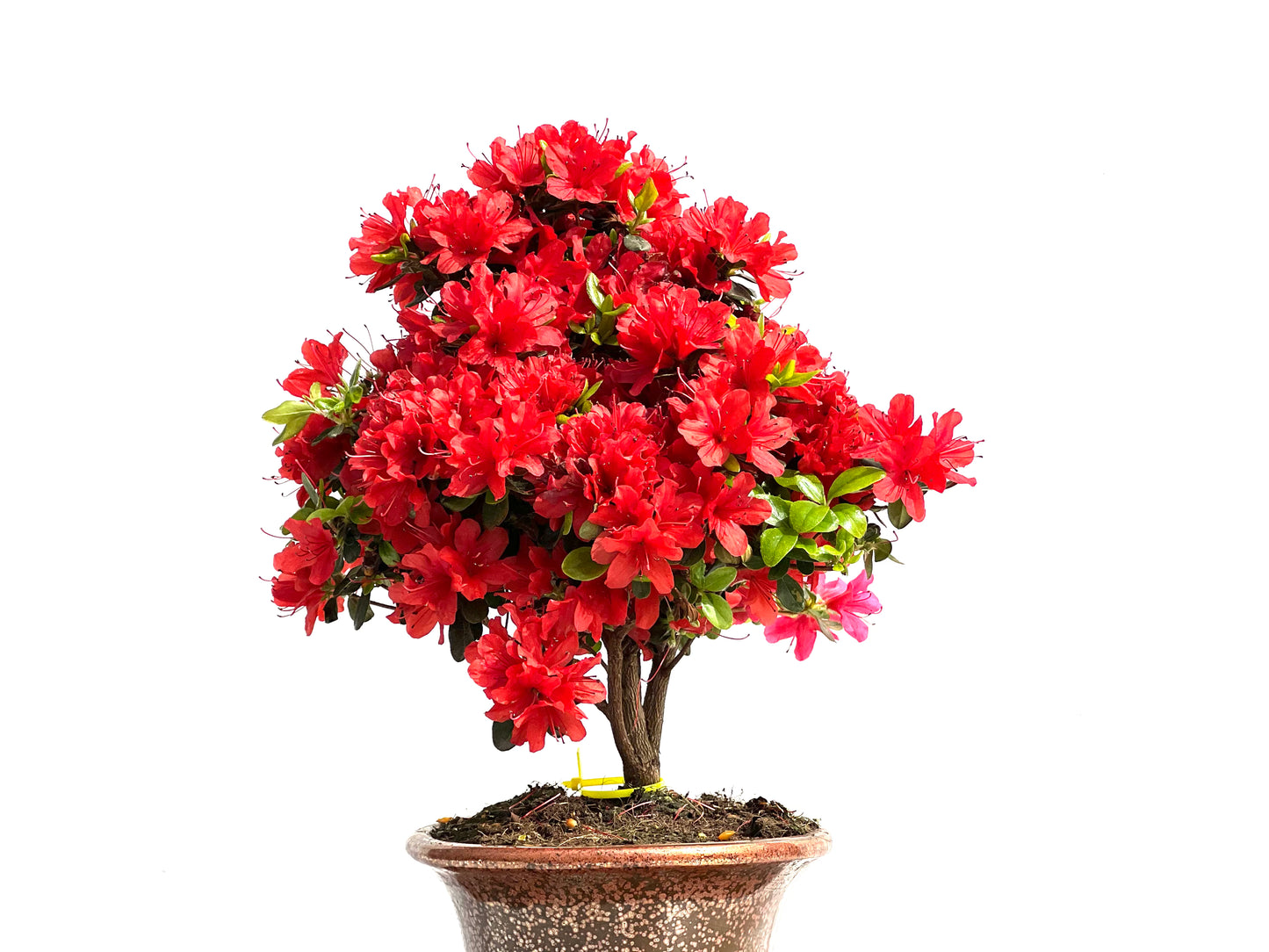 Rhododendrum Indicum 3906