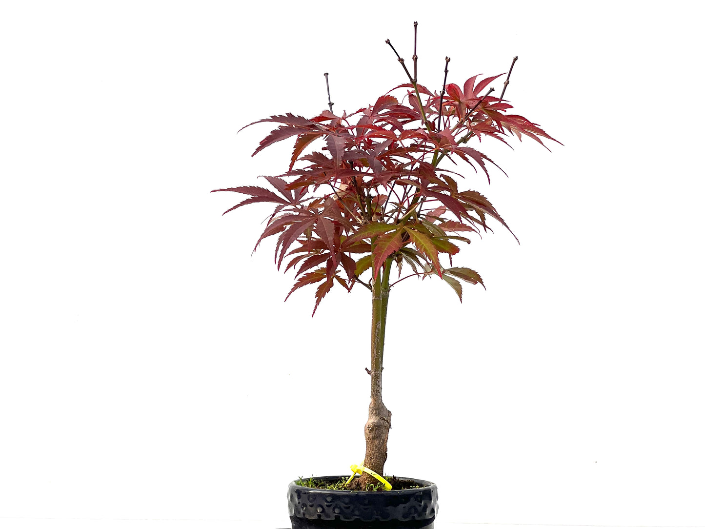 Acer Palmatum Atropurpureum 2255