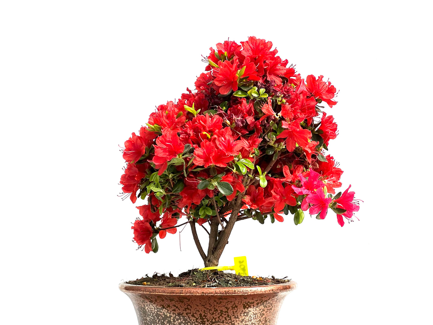 Rhododendrum Indicum 3906
