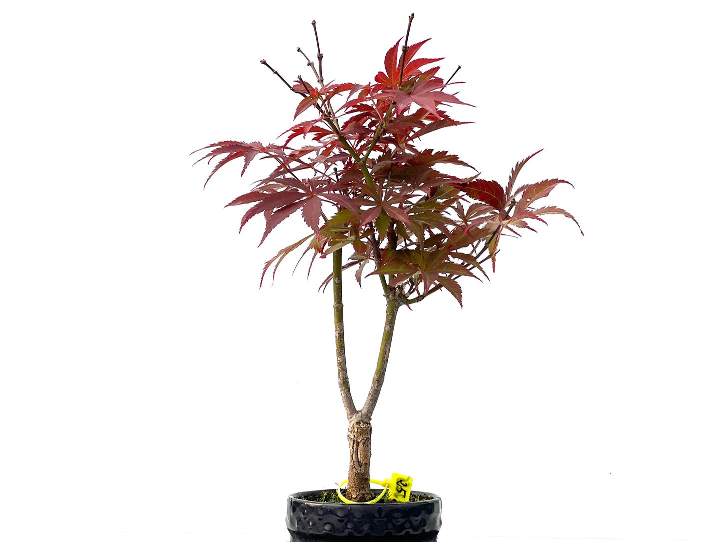 Acer Palmatum Atropurpureum 2255