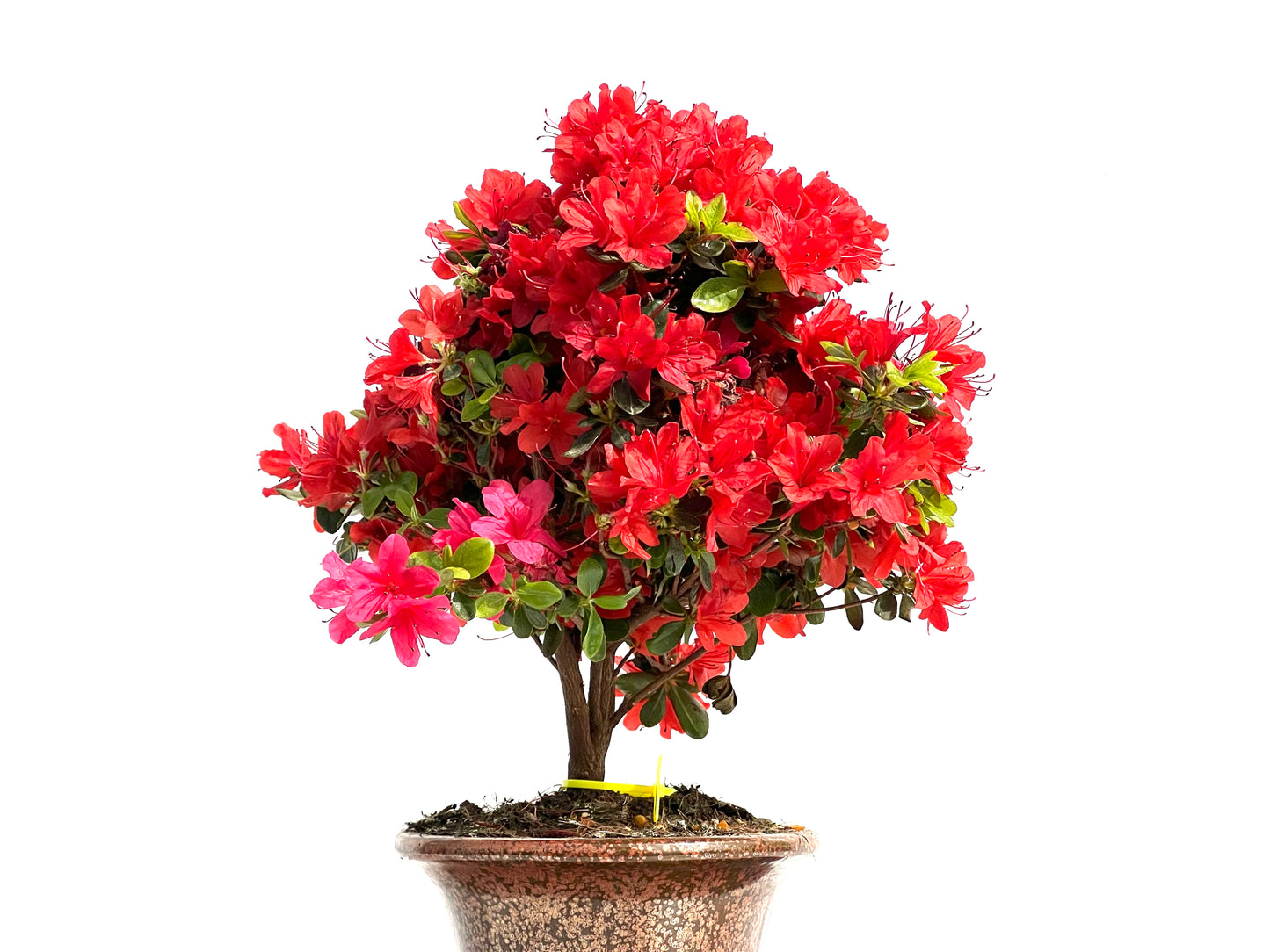 Rhododendrum Indicum 3906