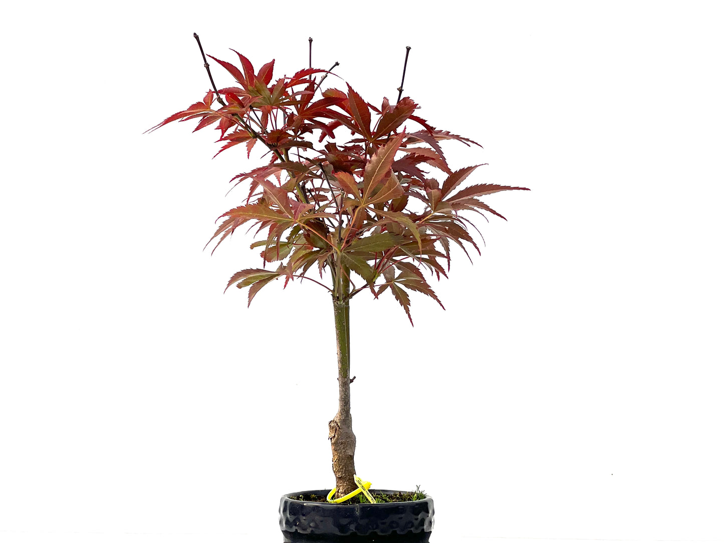 Acer Palmatum Atropurpureum 2255