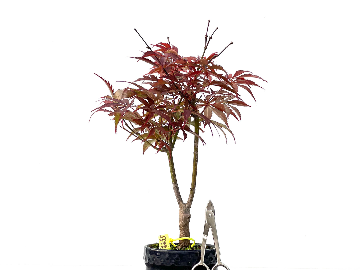 Acer Palmatum Atropurpureum 2255