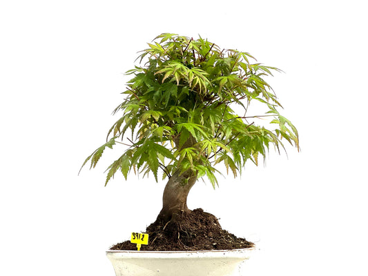Acer Palmatum 3912