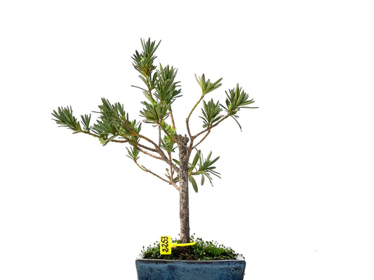 Podocarpus Microphyllus 2253