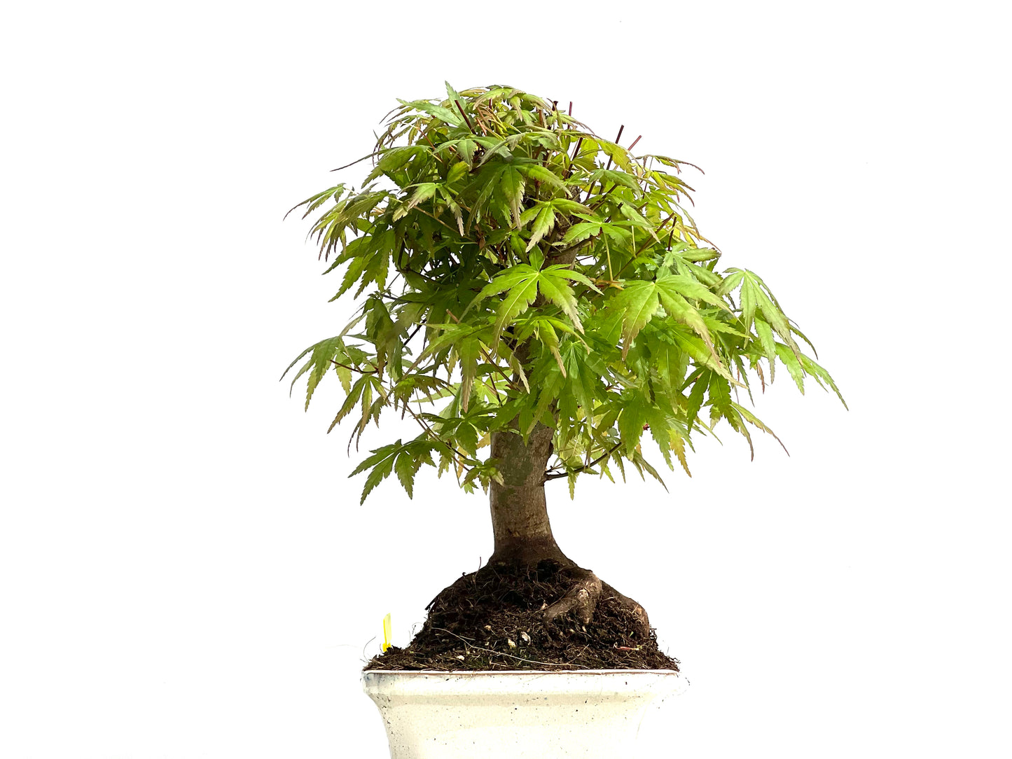 Acer Palmatum 3912