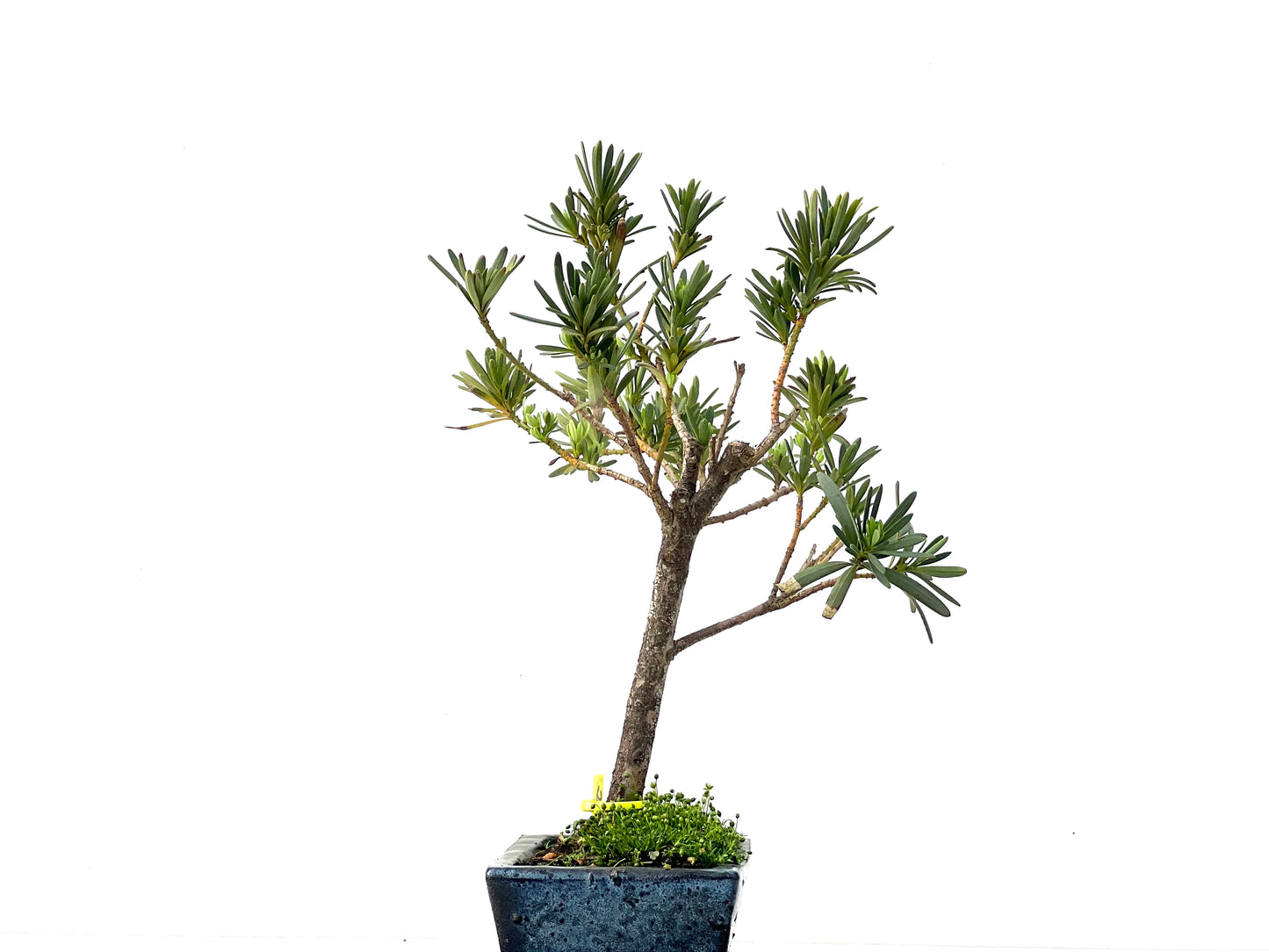 Podocarpus Microphyllus 2253