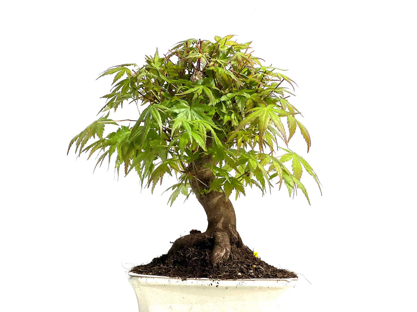 Acer Palmatum 3912