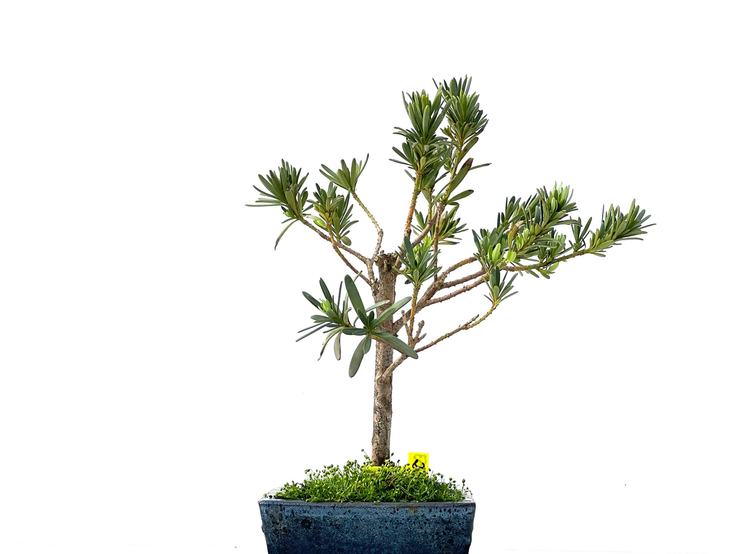 Podocarpus Microphyllus 2253