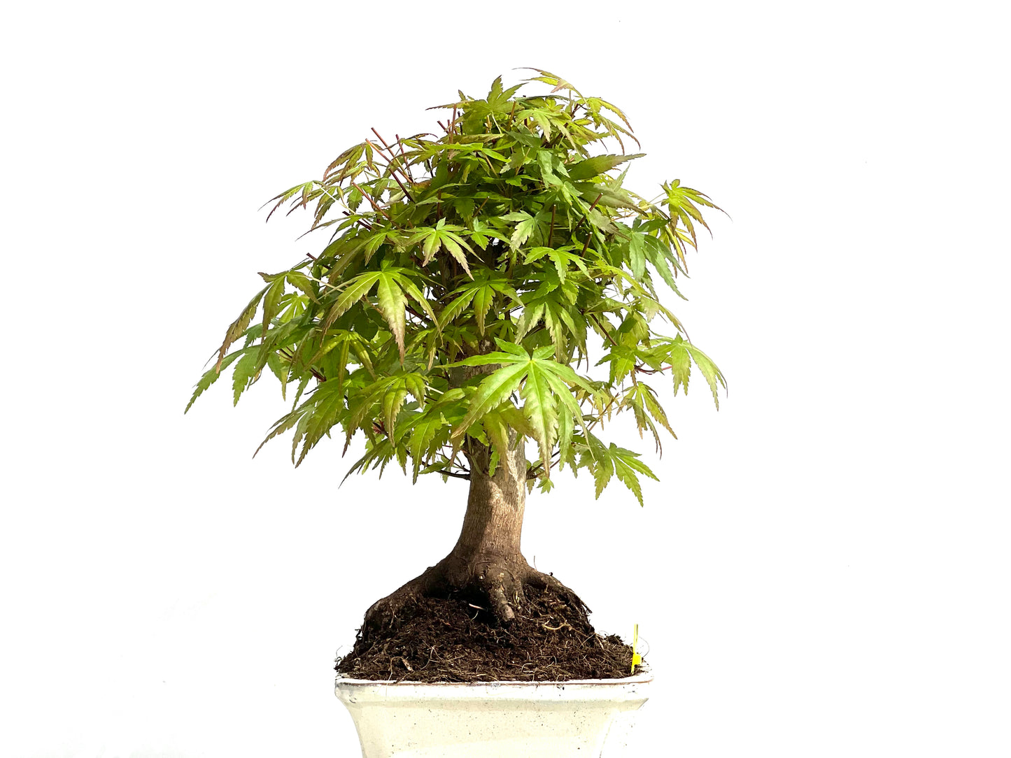 Acer Palmatum 3912