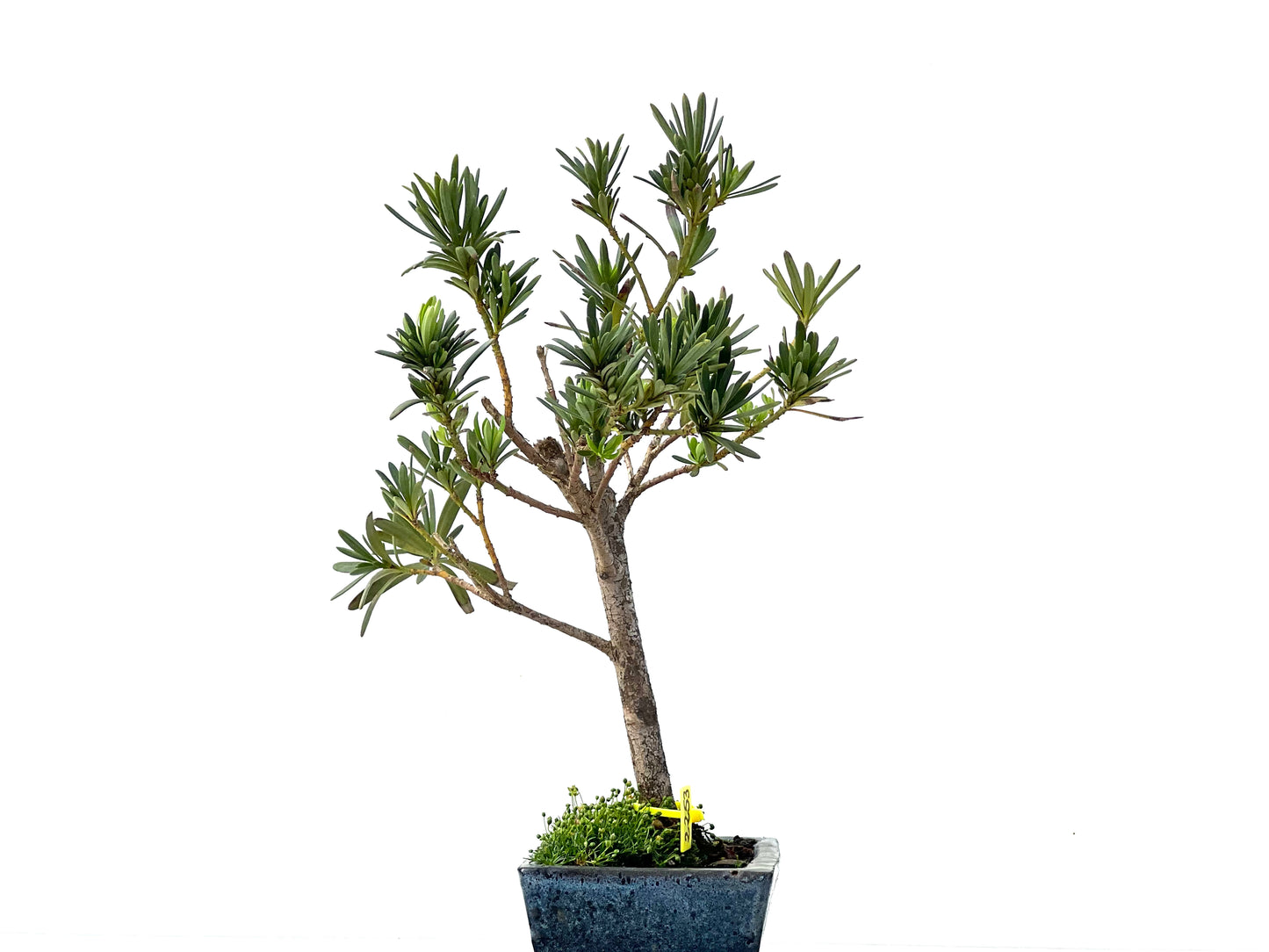 Podocarpus Microphyllus 2253