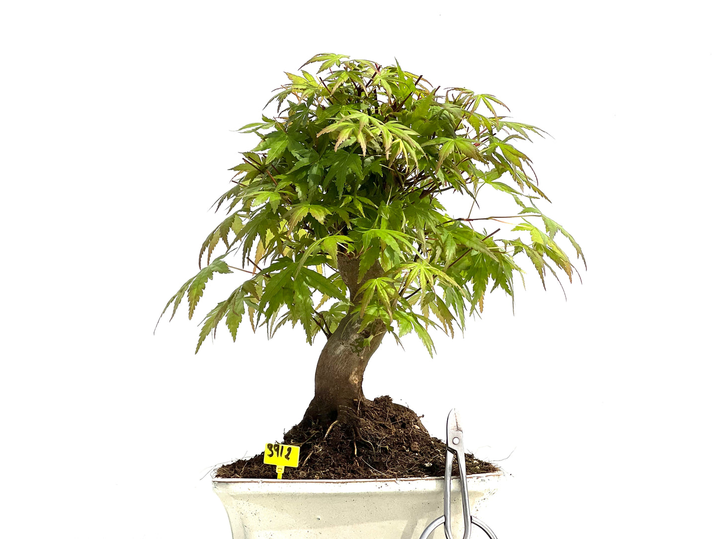 Acer Palmatum 3912