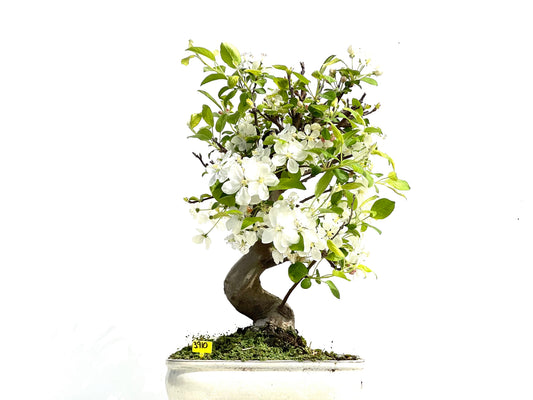 Malus Everest 3910