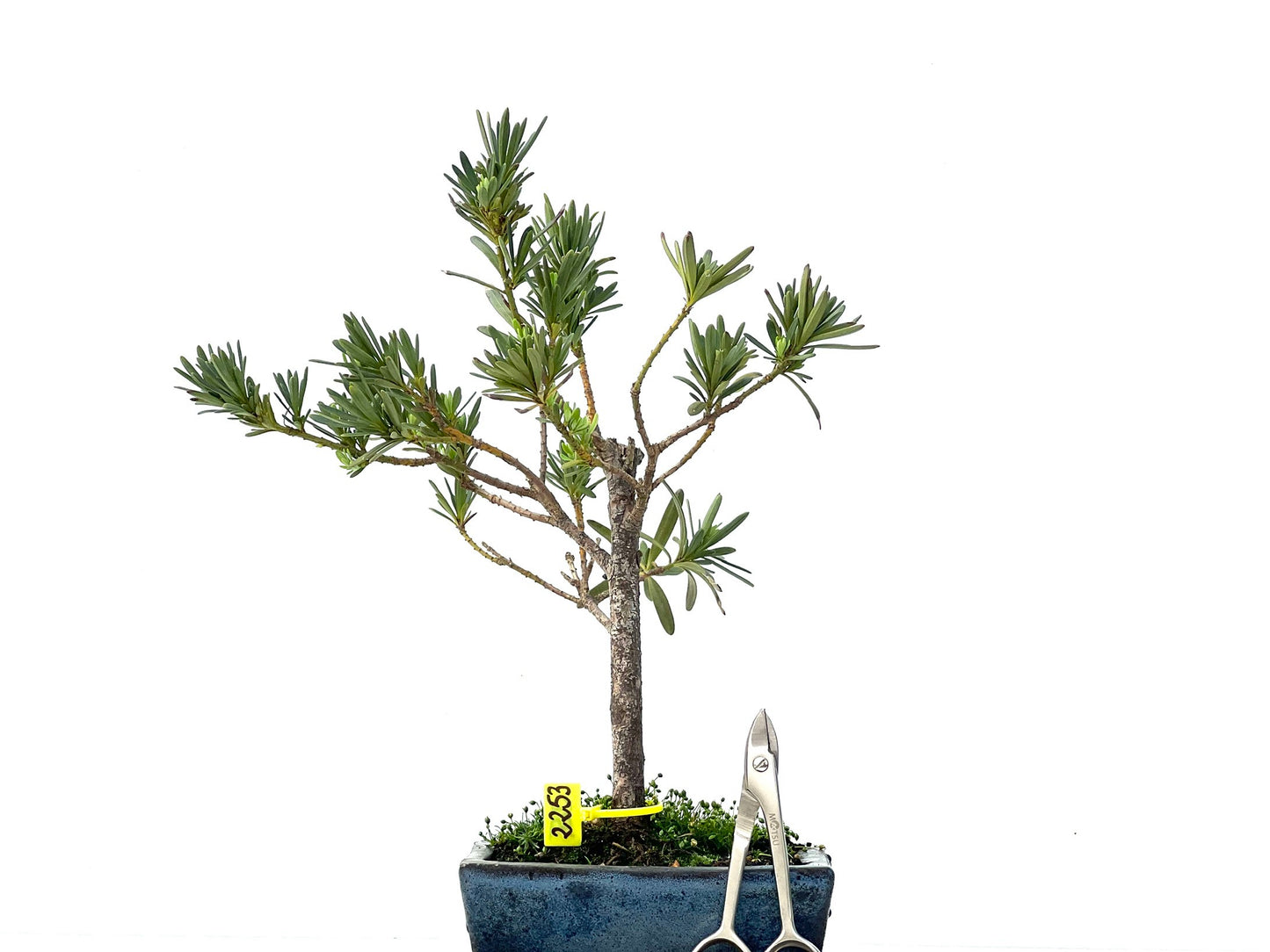 Podocarpus Microphyllus 2253